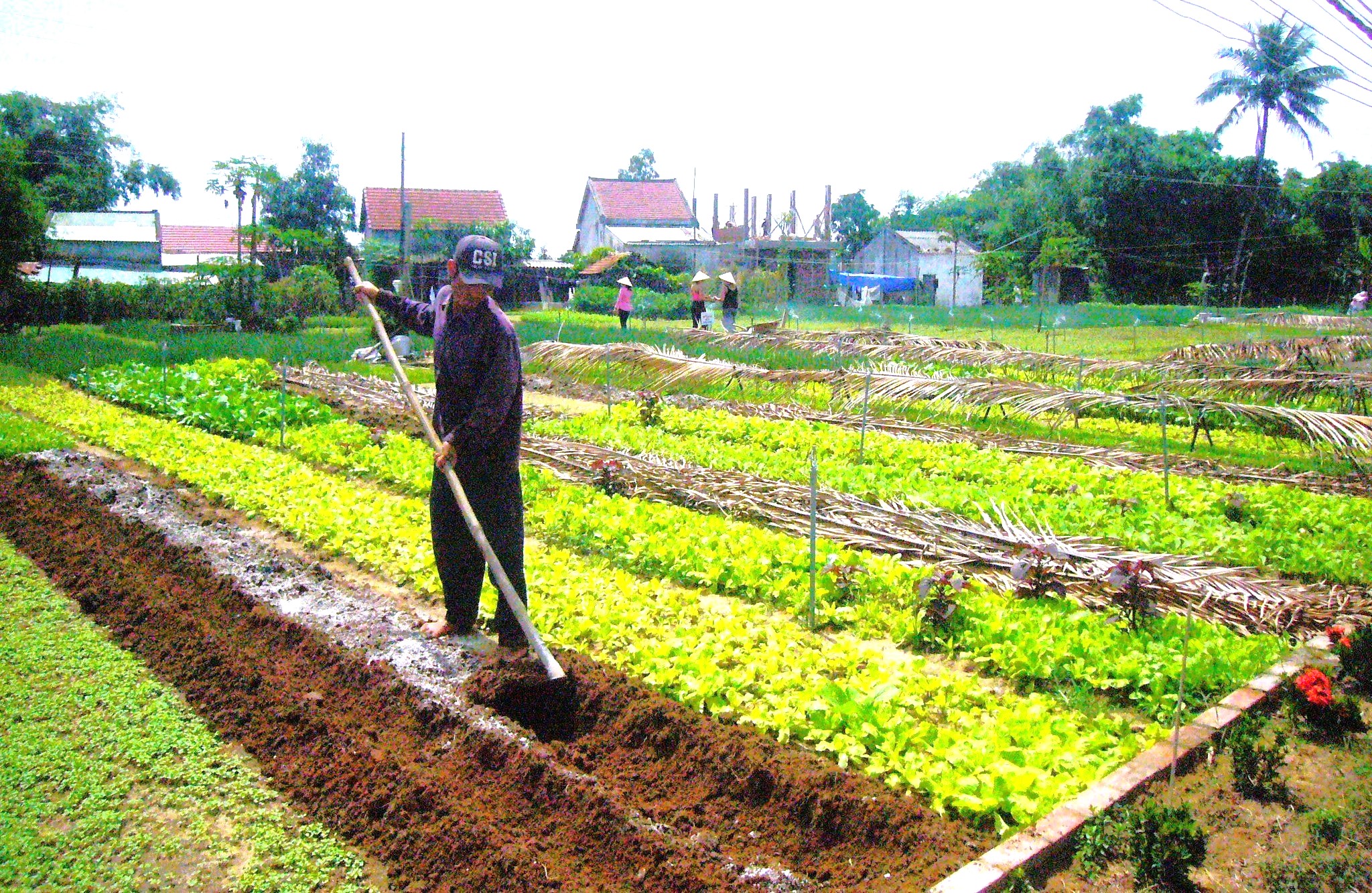 organic vegetable